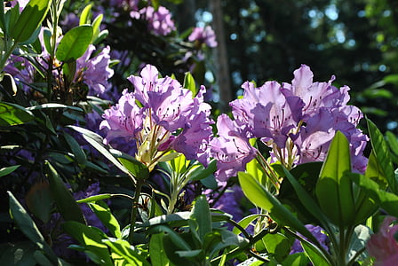 printemps, fleurs, Rhododendron, nature, plante, fleur, Purple