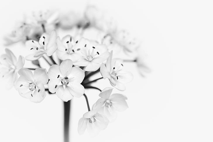 bunga, Blossom, mekar, bunga Leek, bunga kecil, putih, Tutup