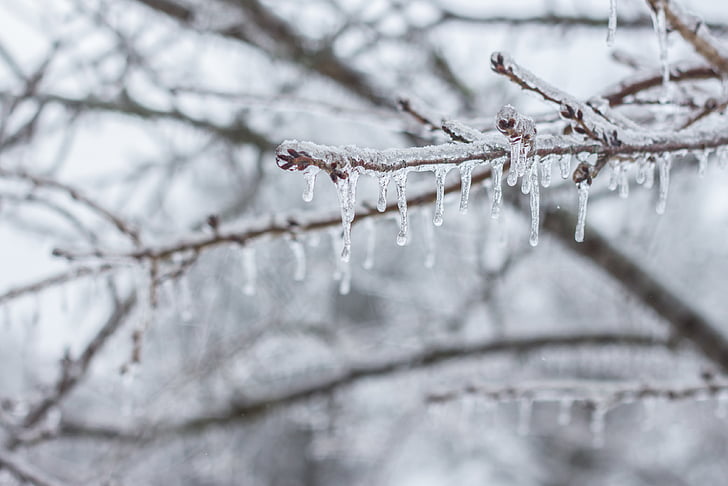 ice, icicle, branch, frozen, snow, nature, icy