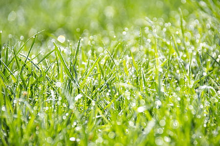 gras, groen, de versheid, behang, zomer, bokeh, diepte van het veld