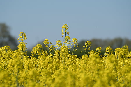oilseed rape, field, yellow, landscape, field of rapeseeds, nature, blossom