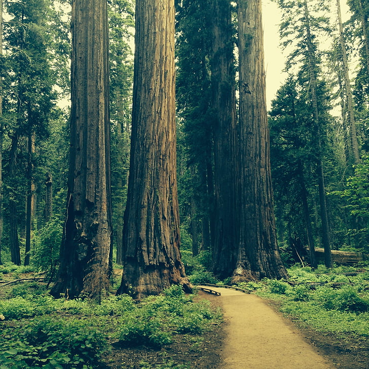 redwood, tree, grove, natural, national, scenery