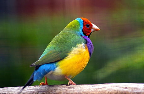 gouldian чинка, птица, дива природа, природата, цветни, кацнала, Австралия