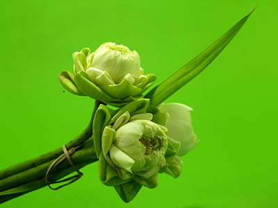 Branco, flor, Lótus, decoração, florescendo, aquática, quente