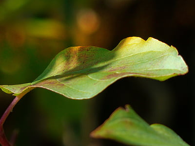 листа, зелени листа, естествени, Есен, макрос, Градина, ливада