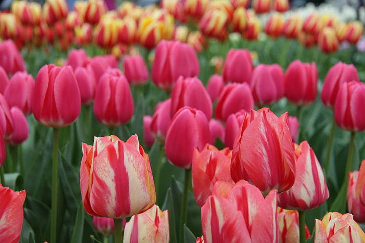 tulpės, Keukenhofas, Lisė, Nyderlandai, tulpė, Gamta, Pavasaris
