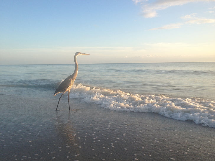 gārnis, pludmale, saule un jūra, Florida, putns, Meksikas līcis, vilnis