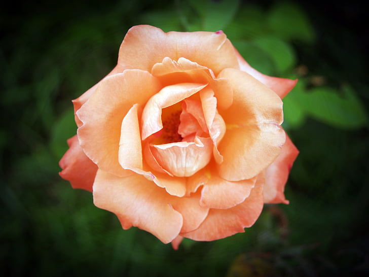 Rose, fleur, jardinage, jardin, arrière-plan, floraison, naturel