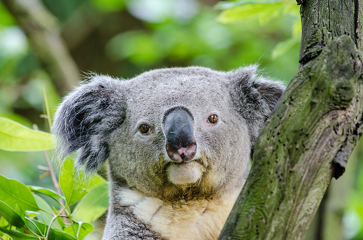 Koala, Niedźwiedź, drzewo, twarz, Głowica, siedząc, wznosi się