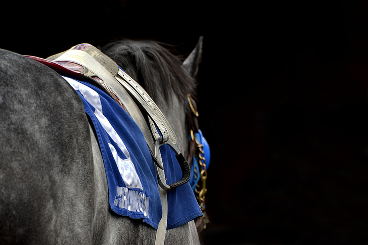 konj, Arlington park, Arlington, konjske dirke, angleški čistokrven konj, TB, siva