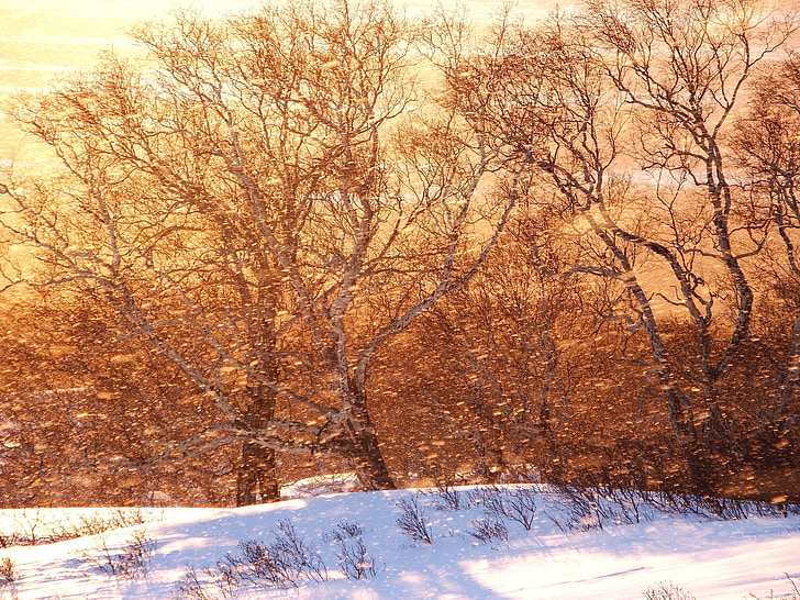 bosque, puesta de sol, nieve, Blizzard, naturaleza, paisaje, noche