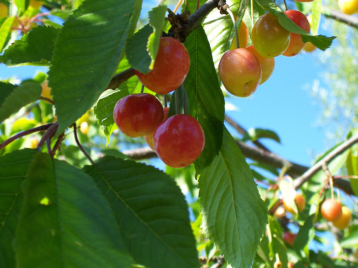 körsbär, frukter, Cherry, Sweet cherry, sommar, fruktträd, trädgård
