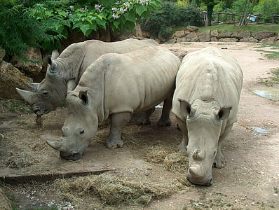 sauvage, animal sauvage, animal, animaux, Zoo, rhinocéros, nature