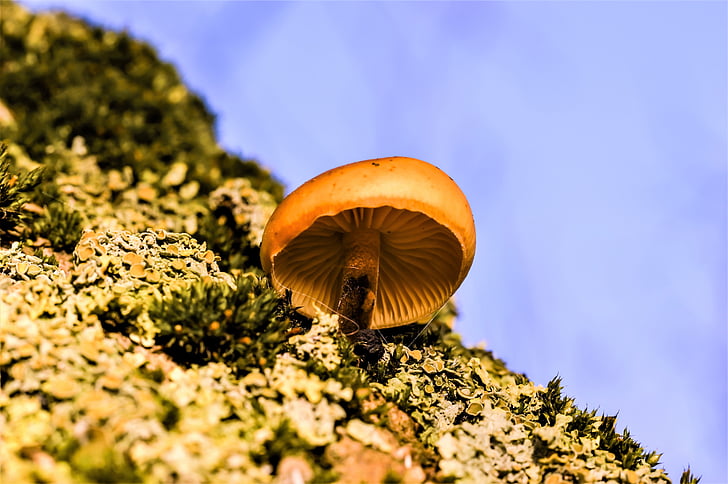 mushroom, moss, fungus on tree, toxic, nature, fungus, forest