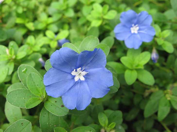 květiny, květ, kvetoucí, Flora, Příroda, zahradnictví
