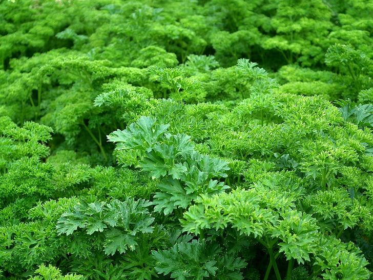 Close-up, verde, sano, erbe, foglie, prezzemolo, piante