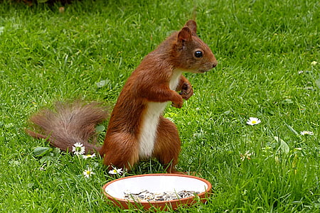 squirrel, sciurus vulgaris major, mammal, young, foraging, garden, grass