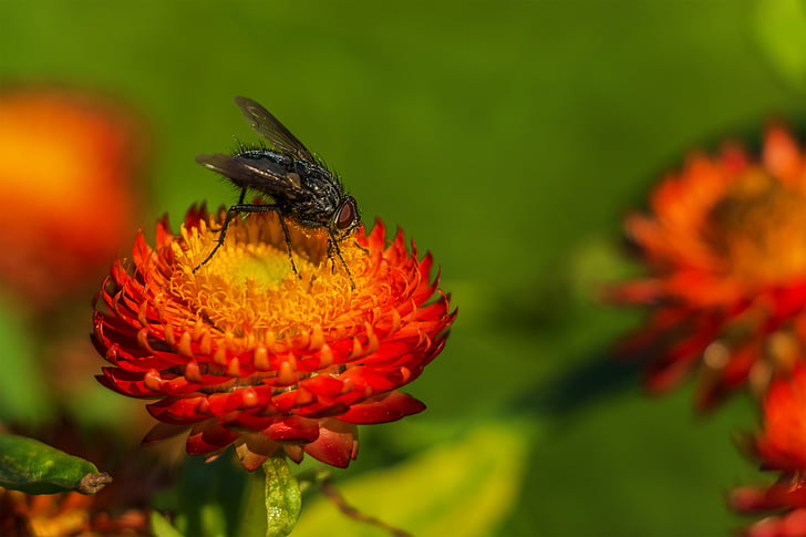 fly, blomst, pollen, leddyr, eng, natur, insekt