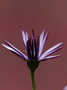 海角篮子, 花, 淡紫色, 紫罗兰色, osteospermum, 海角雏菊, 佩特诺斯特灌木
