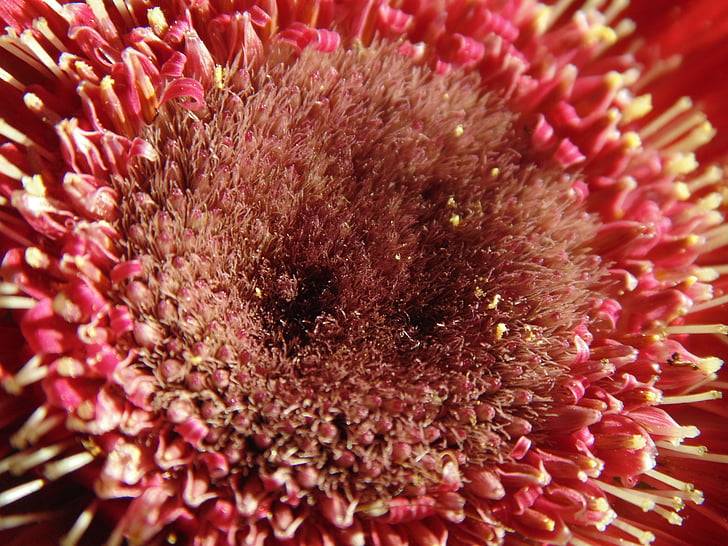 Gerbera, Blume, Staubblätter, Pollen, Bloom, Anlage, rot