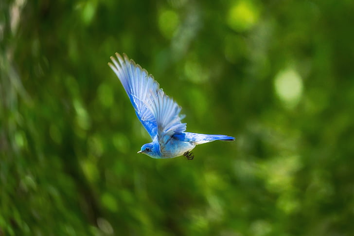 bleu, oiseau, animal, Flying, nature, vert, plante