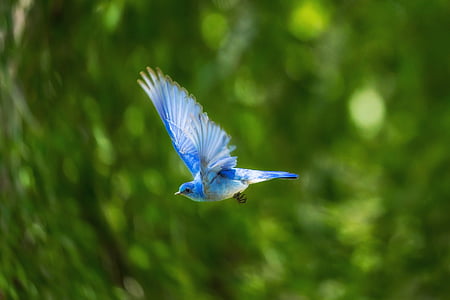azul, pássaro, animal, voando, natureza, verde, planta