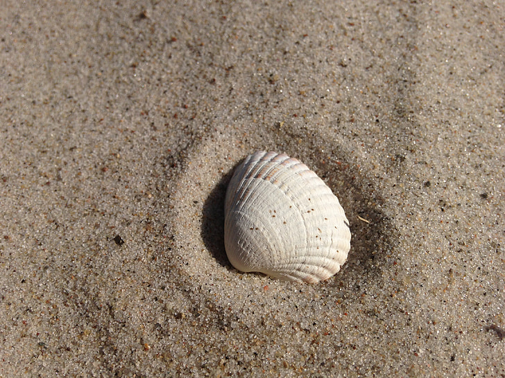 shell, zand, strand, Seashell, zandstrand, natuur, Baltische Zee