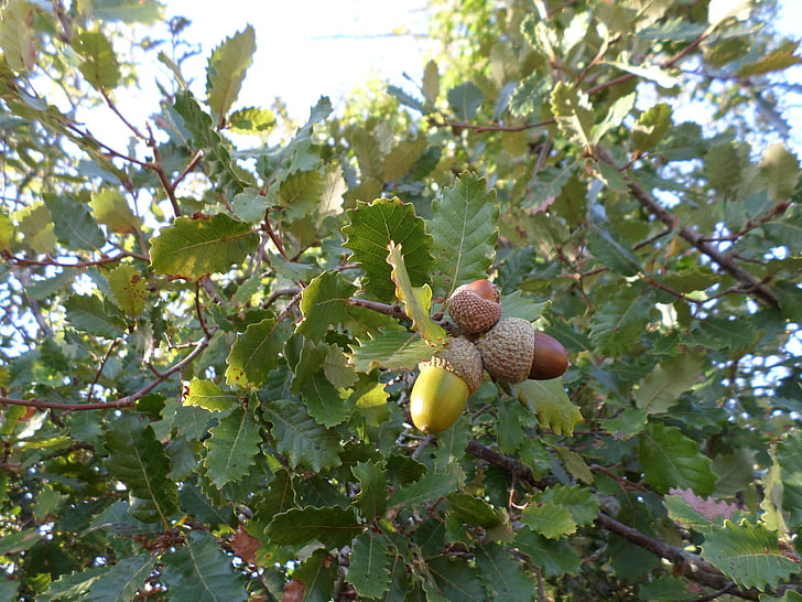 acorns, tree, field