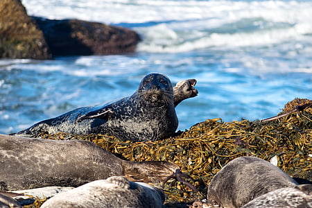 seal, california, west coast, ocean, animal, life, wildlife