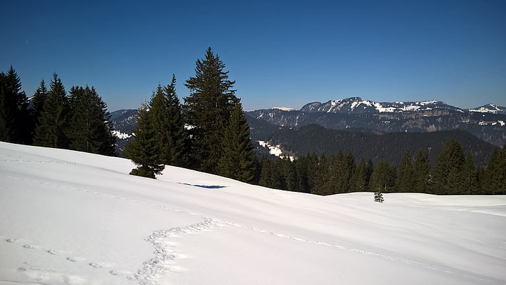 sníh, hory, stromy, jehličnany (konifery), obloha, Hora, Příroda