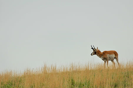 antelope, landscape, nature, wildlife, natural, wild, scenery