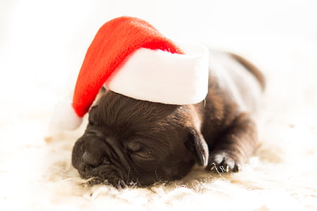 коричневый, щенок, Санта, Клаус, шляпа, Спящая, бульдог