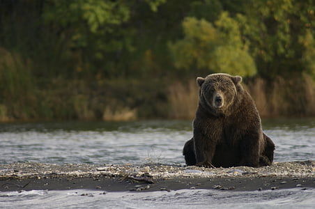 lokys, sėdi, Laukiniai gyvūnai, Gamta, Brooks upės, Katmai nacionalinis parkas, Aliaska