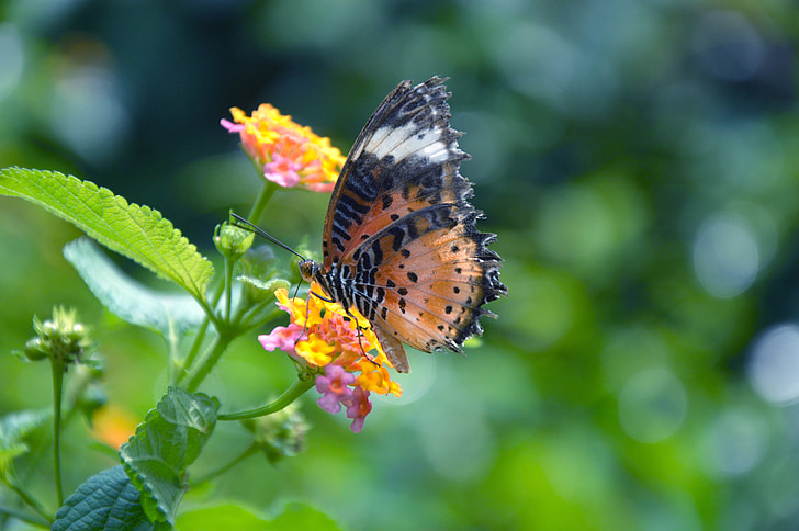Butterfly blomster, qingxinziran, bucolic