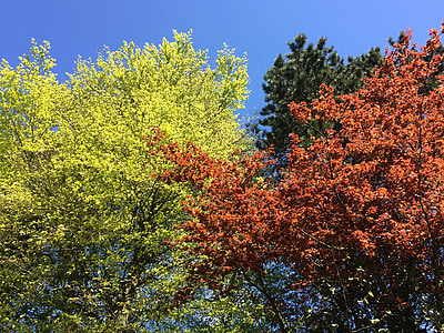 sồi, màu sắc, mùa giải, mùa xuân, tán lá, đầy màu sắc, lá