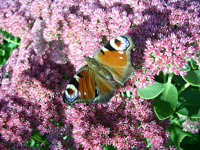 Peacock, bướm, con chim, Hoa, côn trùng, Thiên nhiên, động vật