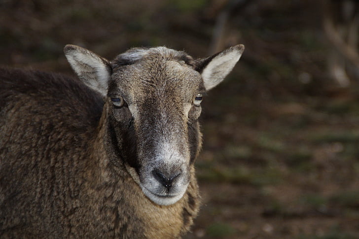 羊, 毛皮, ヘッドの図面, mouflon, 肖像画, 動物, 哺乳動物