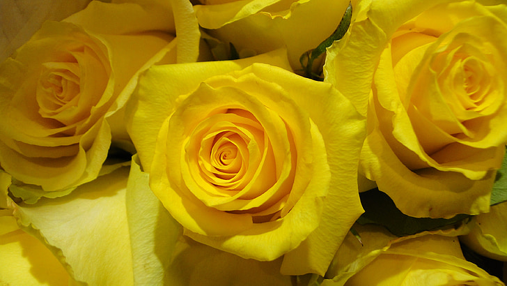 Róża, żółty, morze kwiaty