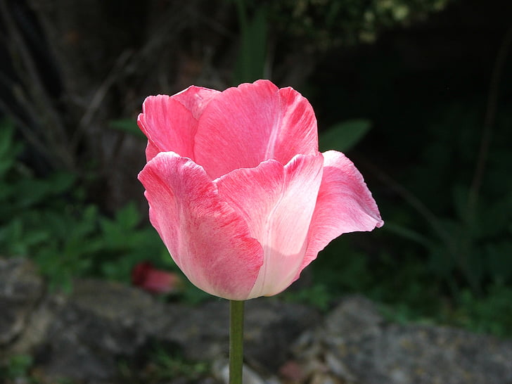 flower, pink flower, nature, pink, spring, plant, floral