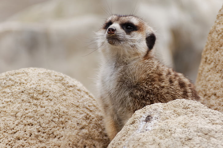 meerkat, animal, zoo, guard, wildlife photography