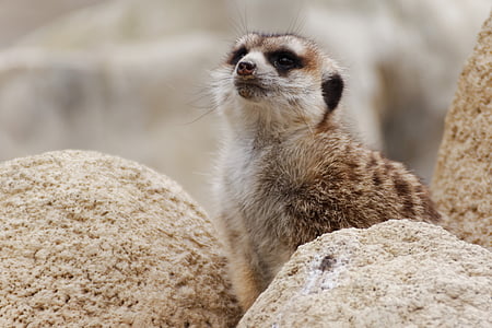 Meerkat, animal, Zoo, garde, photographie de la faune