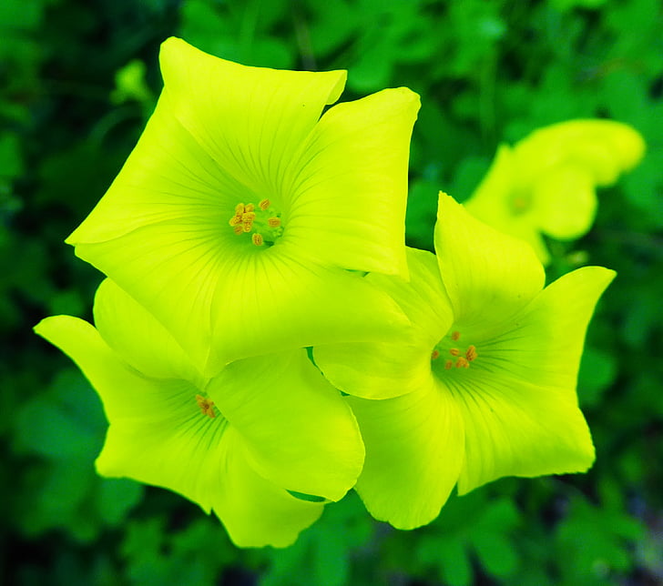 květ, žlutá, žluté květy, jaro, Oxalis, Lemon flower, květ