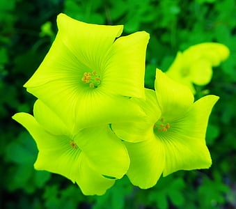 puķe, dzeltena, dzeltens ziedi, Pavasaris, Oxalis, citronu zieds, zieds