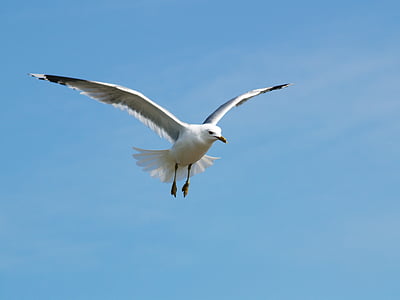 seagull, himmel, tern, bird, flying, nature, animal