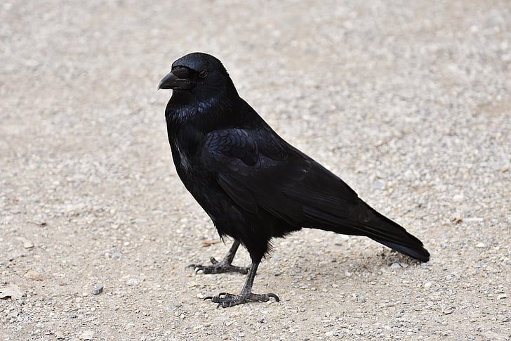 Raaf, Raven vogel, kraai, dier, natuur, veer, zwart