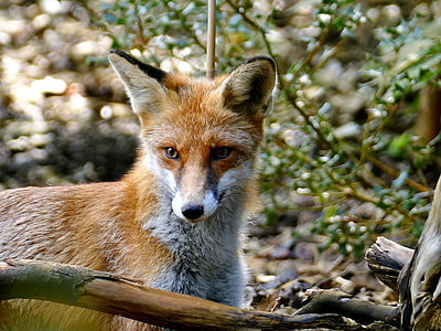 dier, Fuchs, bont, rood-bruin, kleine vos, bos, harige