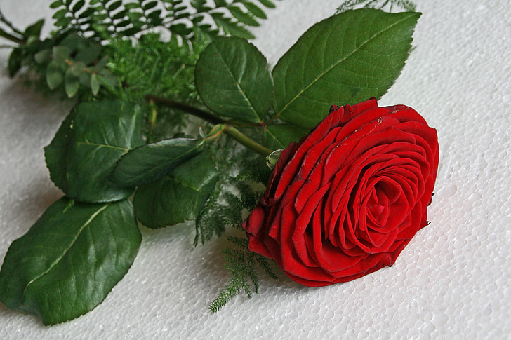 kvet, ruže, ruža rozkvitá, červená, darček