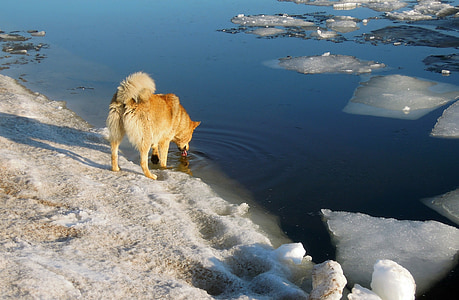 spring, the ice is melting, dog, red dog, gulf of finland, water, bay