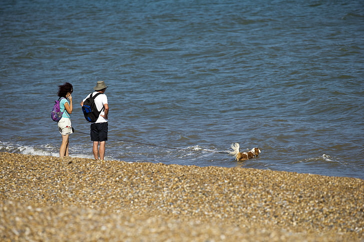 Seaside, stranden, småsten, personer, sommar, hund som simning, havet