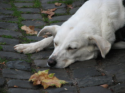 anjing, sisanya, batu-batuan, daun, tidur, lelah, bersantai